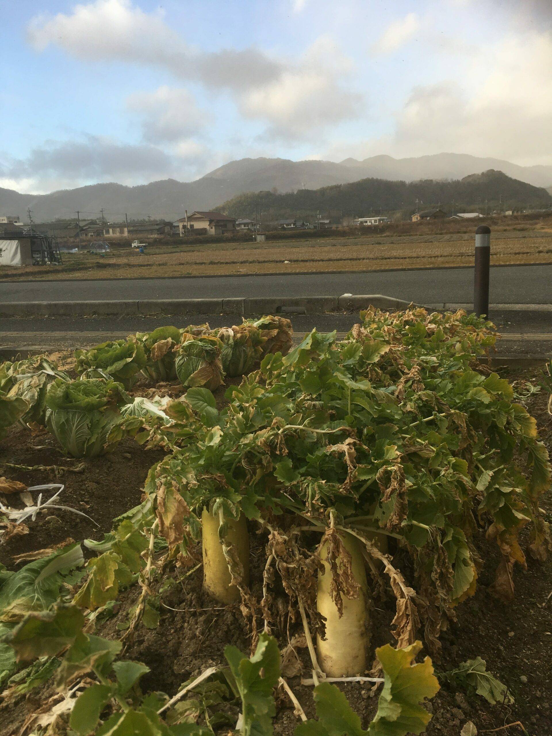 Daikon Japans Celebrated Winter Radish Warms Up Winter - 