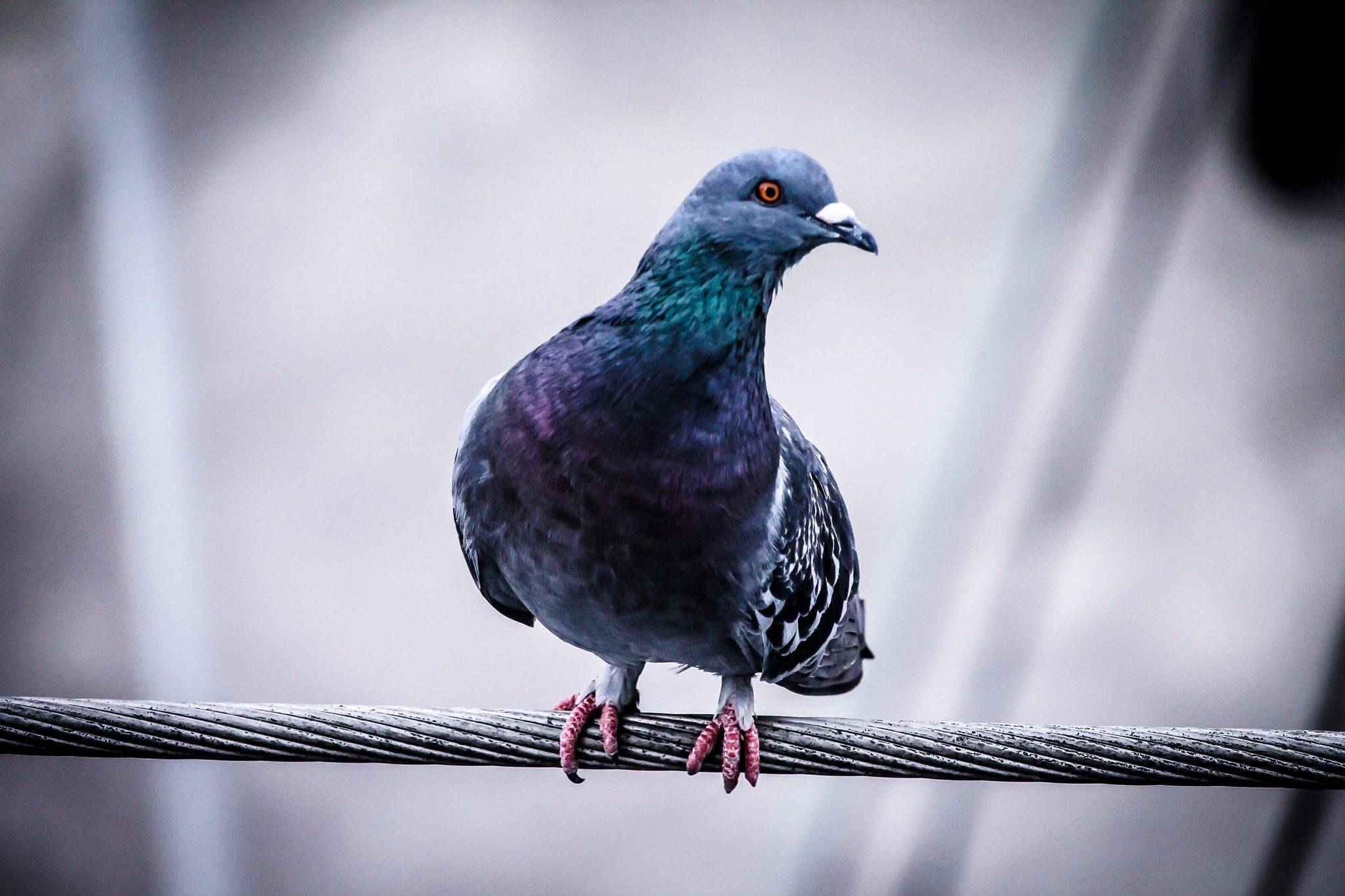 the slaughter of the pigeons