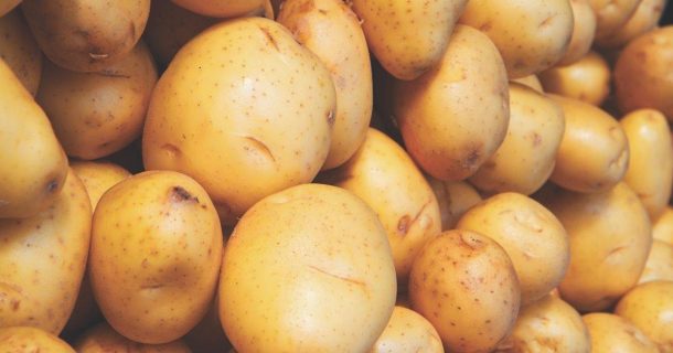 No Small Potatoes | Harrowsmith Magazine